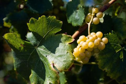 uvas brancas uvas brancas